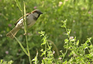 Passer domesticus
